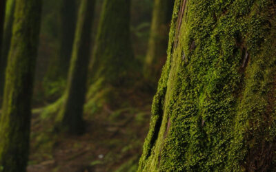 Le livre du mois : Forêts